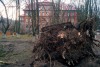 Сильный ветер повалил в Калининграде 15 деревьев