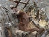 В калининградском зоопарке показали выжившую после ранения выдру
