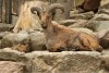 В калининградском зоопарке родились краснокнижные козлы и туры