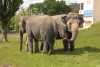 «Цирк на выгуле»: как по Калининграду слоны ходили