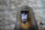 День обезьян в калининградском зоопарке