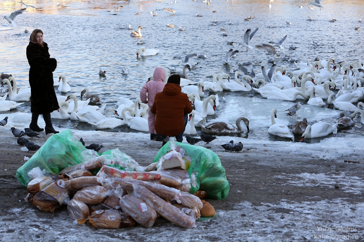 Лебеди на зимовке в Балтийске