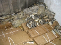 Более 50 тонн мороженой рыбы задержали в Балтийске