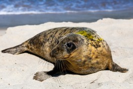 «Могли бы спасти больше»: «Биосфера Балтики» приняла четырёх тюленей на реабилитацию