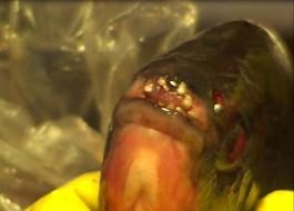 В калининградском озере поймали рыбу с «человеческими» зубами (видео) (видео)