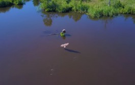 Калининградец снял с помощью дрона фильм про орланов-белохвостов (видео)