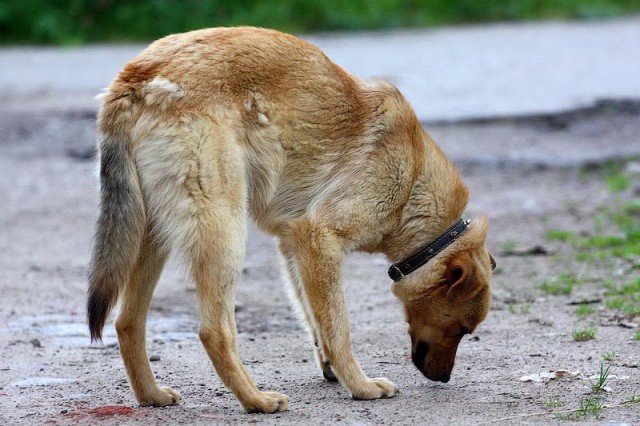 На улице Куйбышева в Калининграде на людей нападают агрессивные собаки