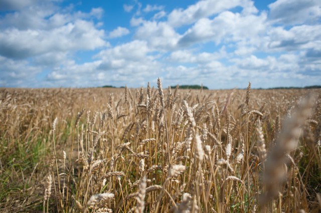 Калининградская область в 2024 году планирует поставить за границу более 500 тысяч тонн зерна 