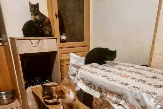 «Четыре собаки и 40 кошек»: в Калининграде собирают деньги на лечение животных после смерти хозяйки 
