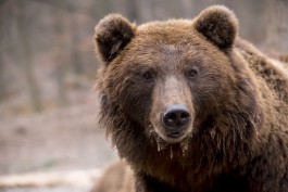 Недалеко от границ Калининградской области в лесу заметили бурого медведя