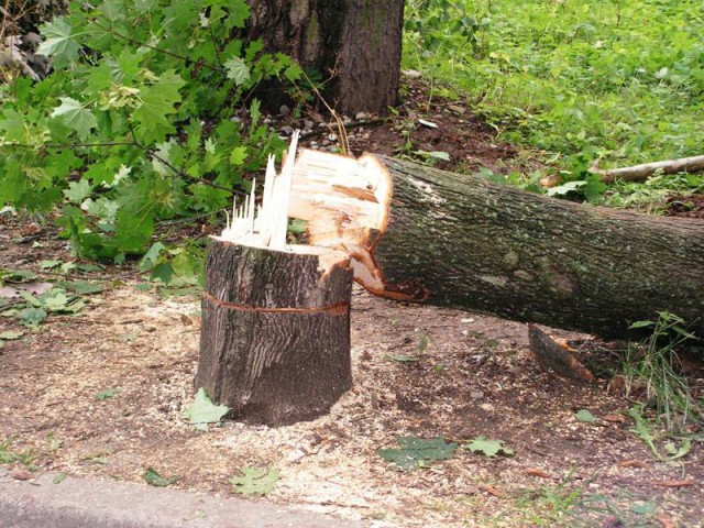 В Зеленоградском районе председатель дачного общества незаконно вырубил 31 дерево