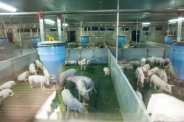 Ветврача «Правдинского Свино Производства» оштрафовали на 100 тысяч рублей из-за вспышки АЧС