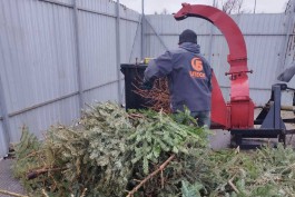 В Калининграде откроют три площадки для сбора ёлок на переработку