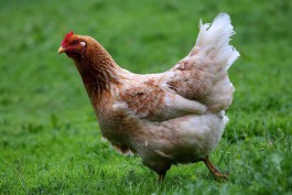 В Калининградской области скормили животным более 123 тонн курицы из Турции