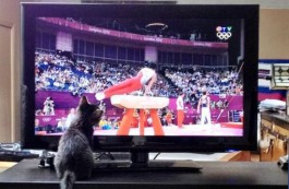 Олимпийская телемания стоит на низком старте