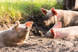 В Калининградской области планируют уничтожить ещё 43 тысячи свиней из-за АЧС