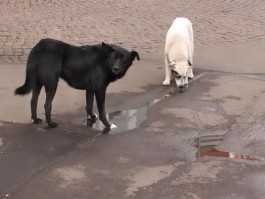 На улицах Калининграда увеличилось количество бездомных животных