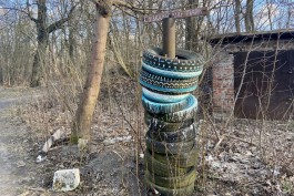 Правительство Калининградской области изымает 11 участков в Суздальском лесу