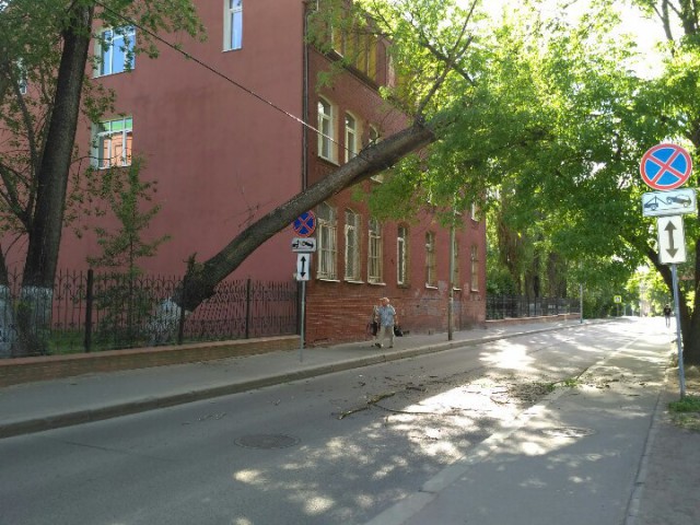 На ул. Вагнера в Калининграде дерево повисло на электропроводах над дорогой
