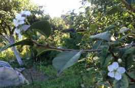 «Августовский сюрприз»: в Калининградской области зацвела вишня