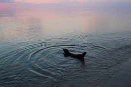 В Балтийское море выпустили двух тюленей, родившихся в калининградском зоопарке (фото)