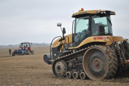 В Калининградской области хотят увеличить плантацию мискантуса до 10 тысяч гектаров