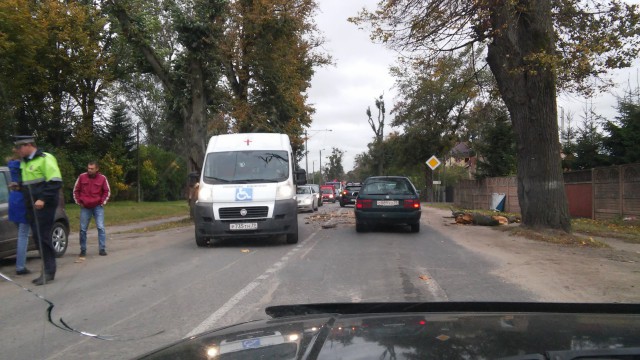 Под Калининградом на дорогу упала часть дерева: повреждены два автомобиля
