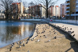 На Летнем озере в Калининграде обустроят настил из террасной доски