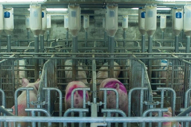 «Правдинское Свино Производство» оценило потери от АЧС как незначительные (видео)
