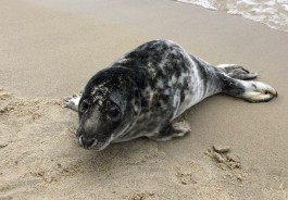 «Что делать, если вы нашли тюленя?»: памятка от калининградского зоопарка