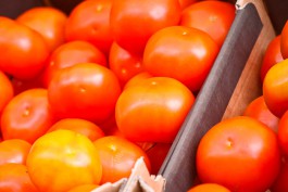 Из-за томатной моли в Калининград не пустили помидоры из Голландии