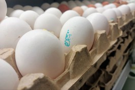 Иванов: Новому инвестору сложно начать производство яиц в Калининградской области