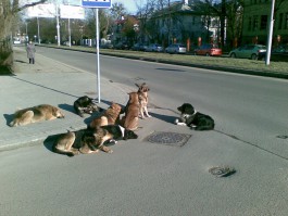 В центре Калининграда продолжают бегать стаи бродячих собак