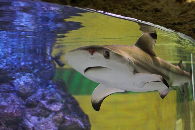 В калининградском зоопарке умерла акула, которую довели до нервного срыва