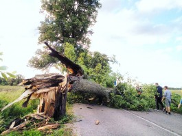 Штормовой ветер повалил около 130 деревьев в Калининградской области (фото)