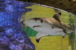 В калининградском зоопарке акуле дают успокоительное из-за нервного срыва 