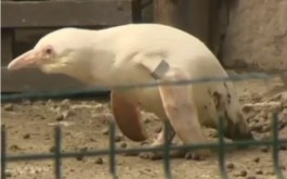 В гданьском зоопарке показали единственного живущего в неволе пингвина-альбиноса