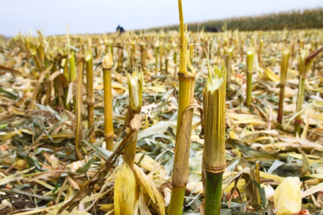 В Полесском округе двое мужчин украли с поля кукурузу на 13 тысяч рублей