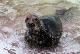 Росприроднадзор просит не беспокоить тюленей на побережье Балтийского моря