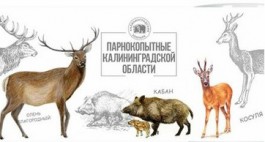 Калининградский зоопарк выпустит кружки с изображением животных и растений региона