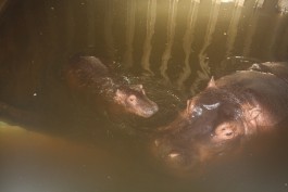 Бегемотика Добрыню из калининградского зоопарка отправили в Сочи