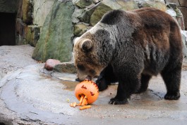 «Хэллоуин для зверей»: в зоопарке животных накормили тыквами с начинкой (фото)