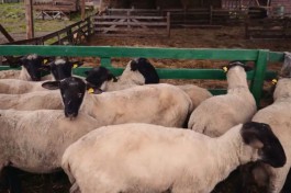 Новую породу овец из Калининградской области планируют продавать в другие регионы России