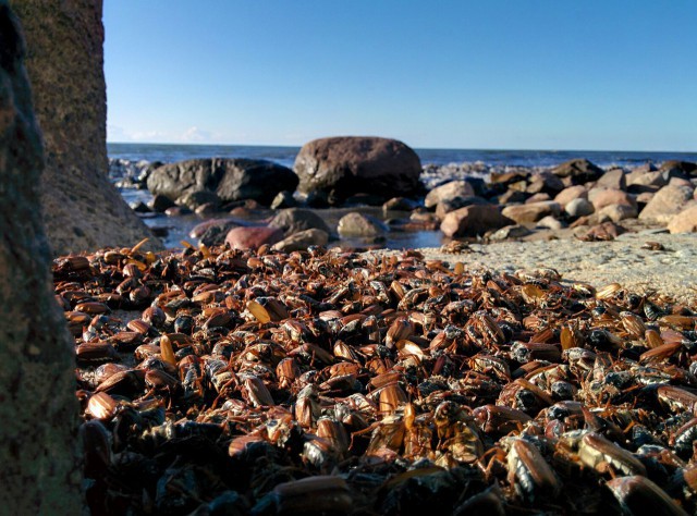 Эксперты не прогнозируют массового мора майских жуков на пляжах Калининградской области