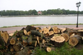 На набережной Верхнего озера вырубят ещё 41 дерево