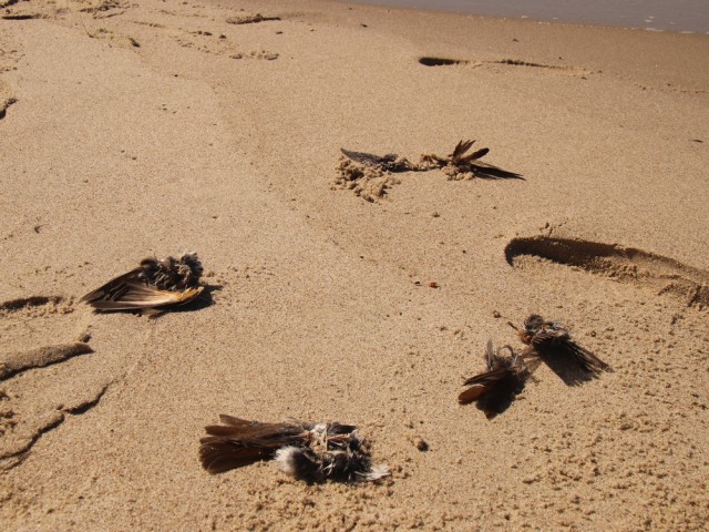 Учёные орнитологической станции объяснили массовую гибель птиц на Куршской косе