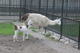 В Калининградском зоопарке родились лама и бизон (фото)