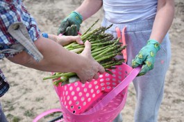Фермеры начали собирать урожай спаржи в Калининградской области (фото)