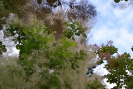 В Ботаническом саду Калининграда зацвело дерево-облако (фото)