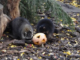 Калининградский зоопарк сделает скидку на билет для посетителей с тыквой